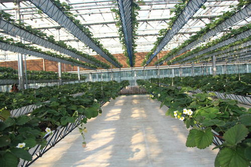 食材長粒米,五谷雜糧,食品餐飲,攝影素材,匯圖網